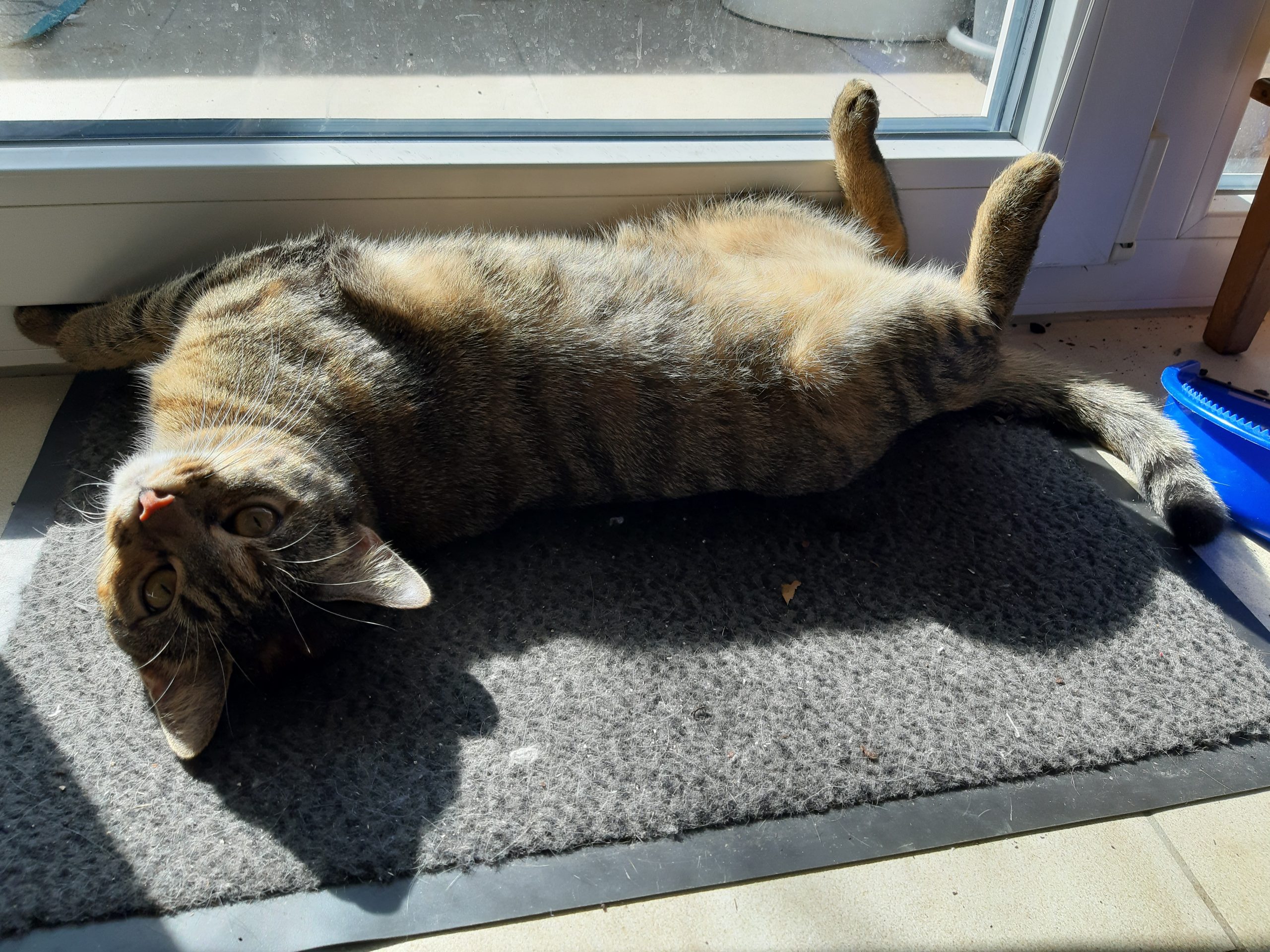 Top 10 Glücksmomente der Dschungelkatzen