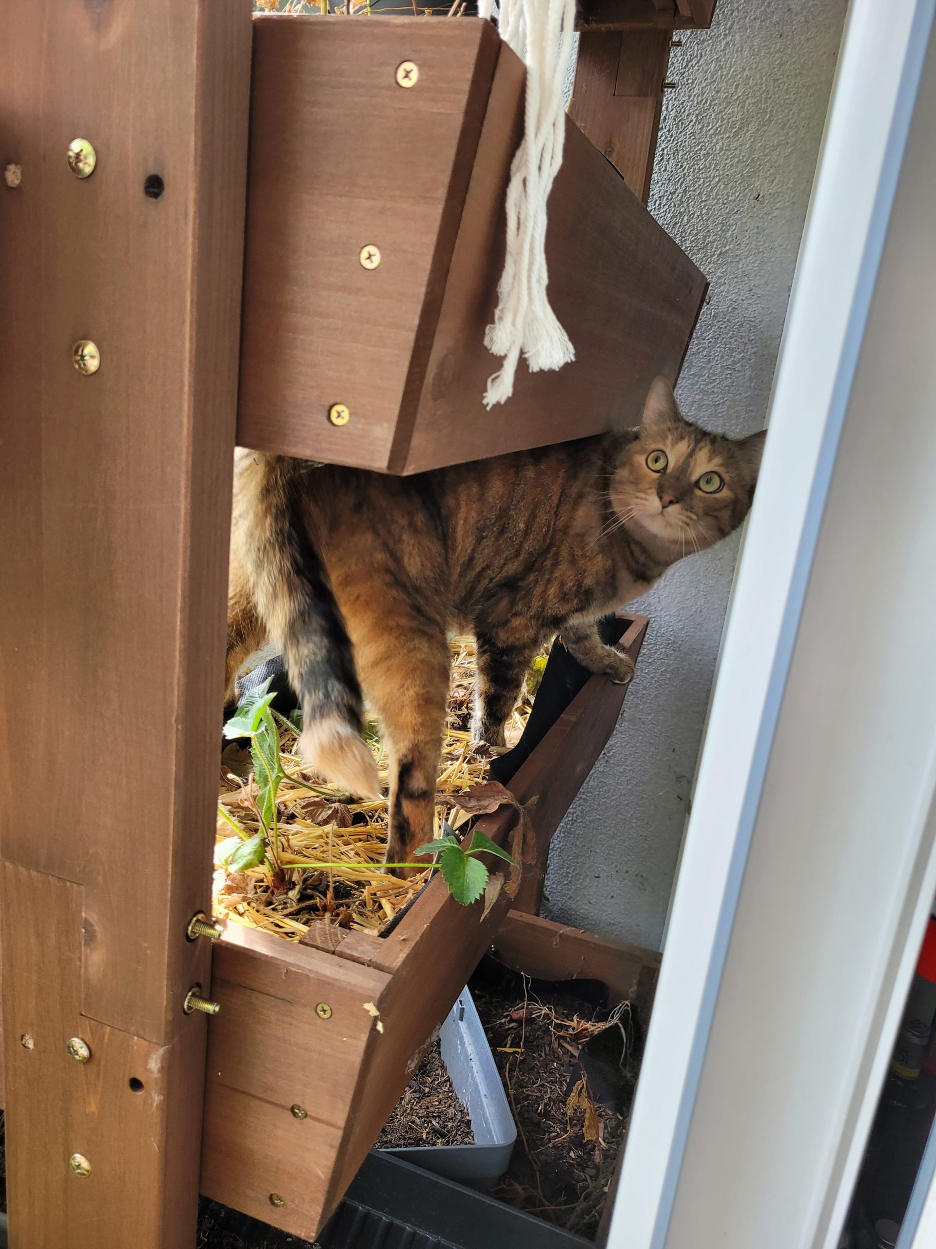 Der Dschungelkatzenbalkon im August