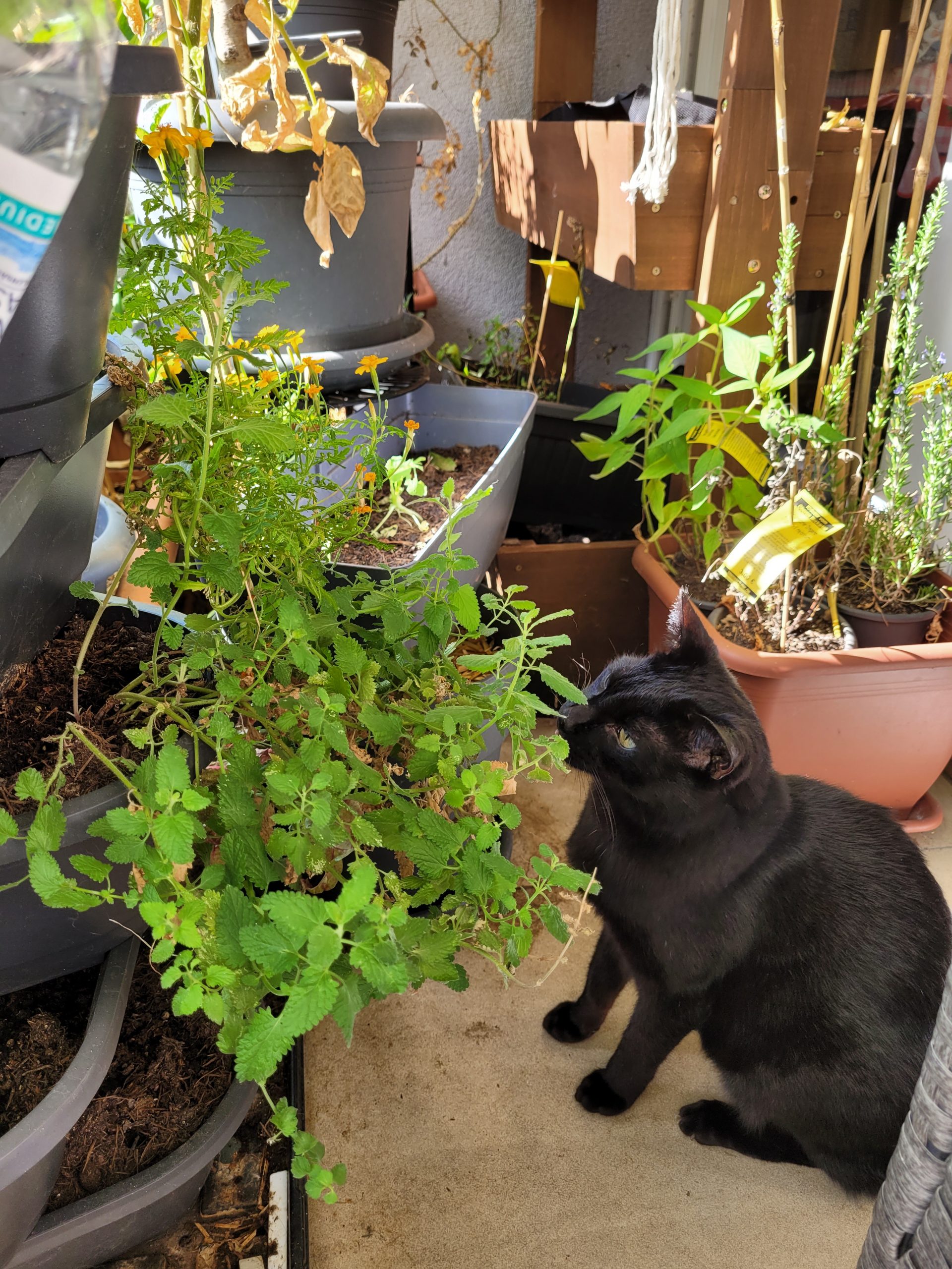 Der Dschungelkatzenbalkon im September