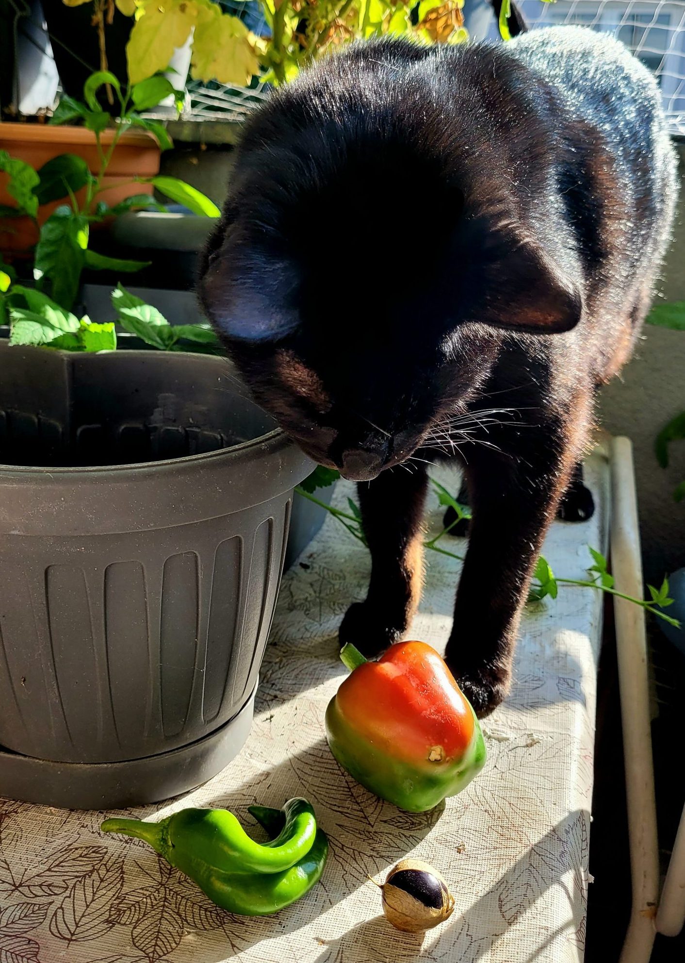 Top 10 Dschungelkatzenbalkon-Kulturen