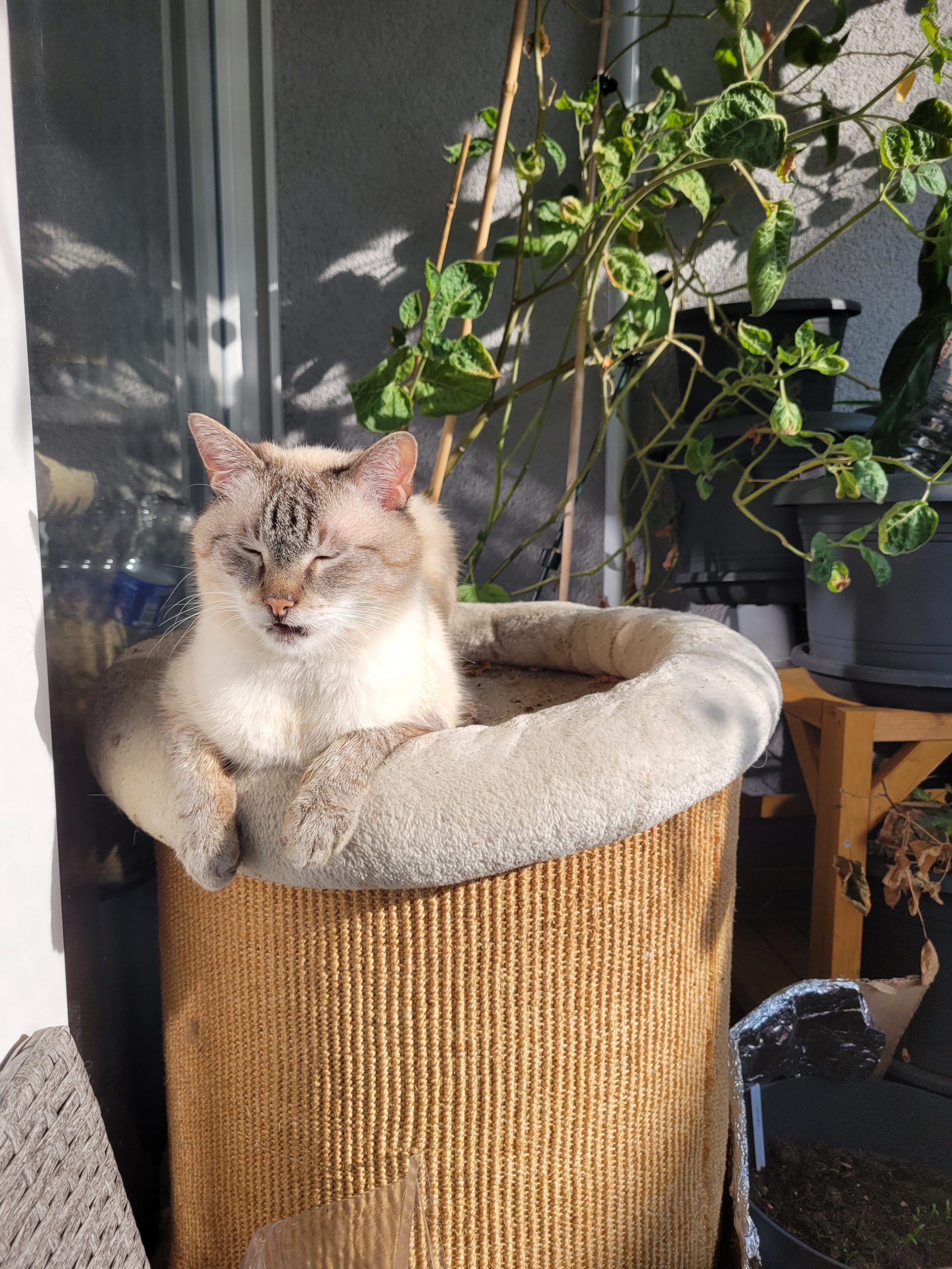 Der Dschungelkatzenbalkon im Oktober