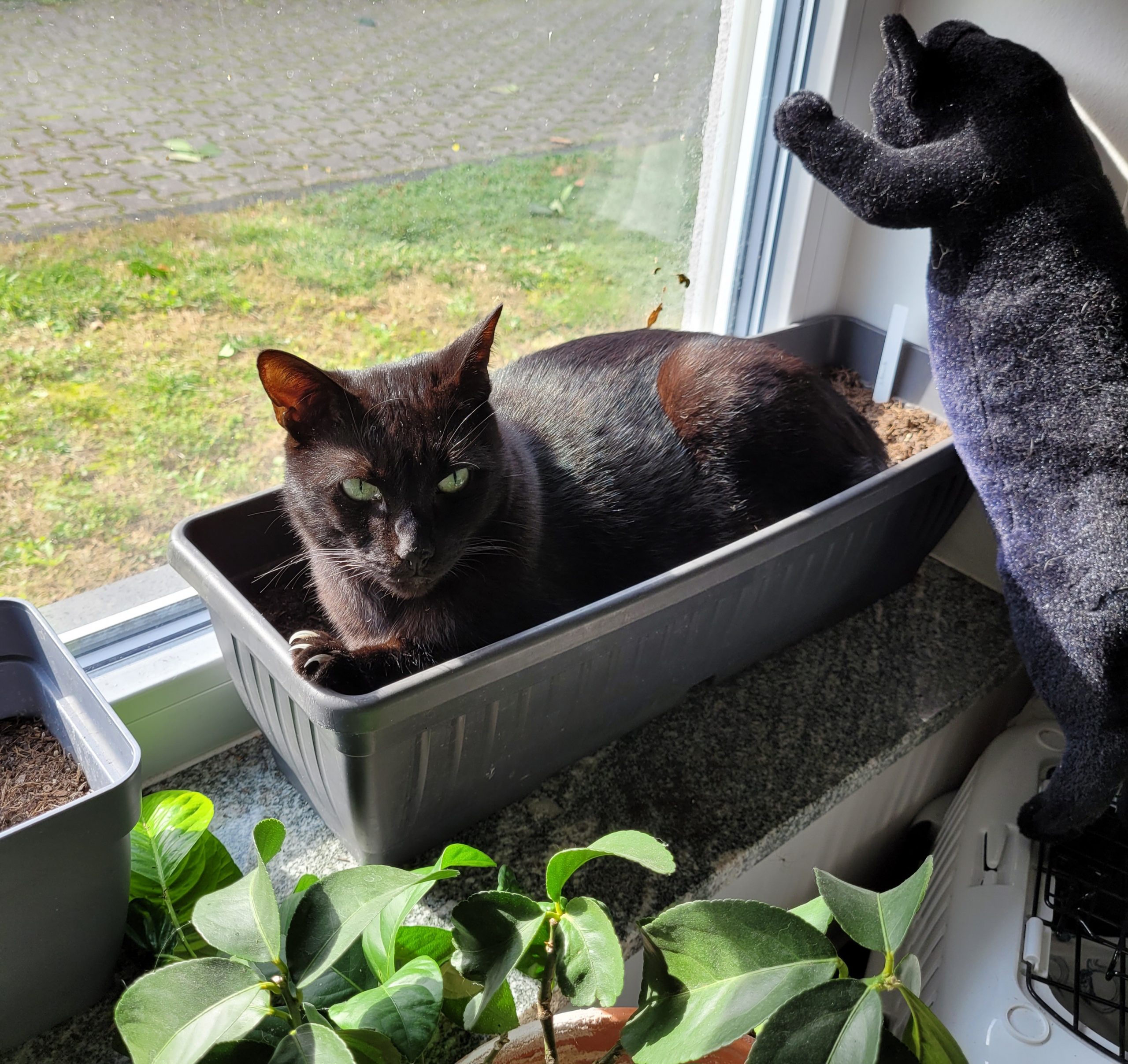 Top 10 Flop Dschungelkatzenbalkon-Kulturen