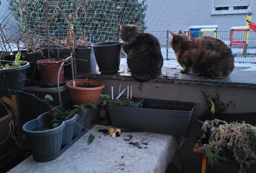 Planung für den Dschungelkatzenbalkon 2026