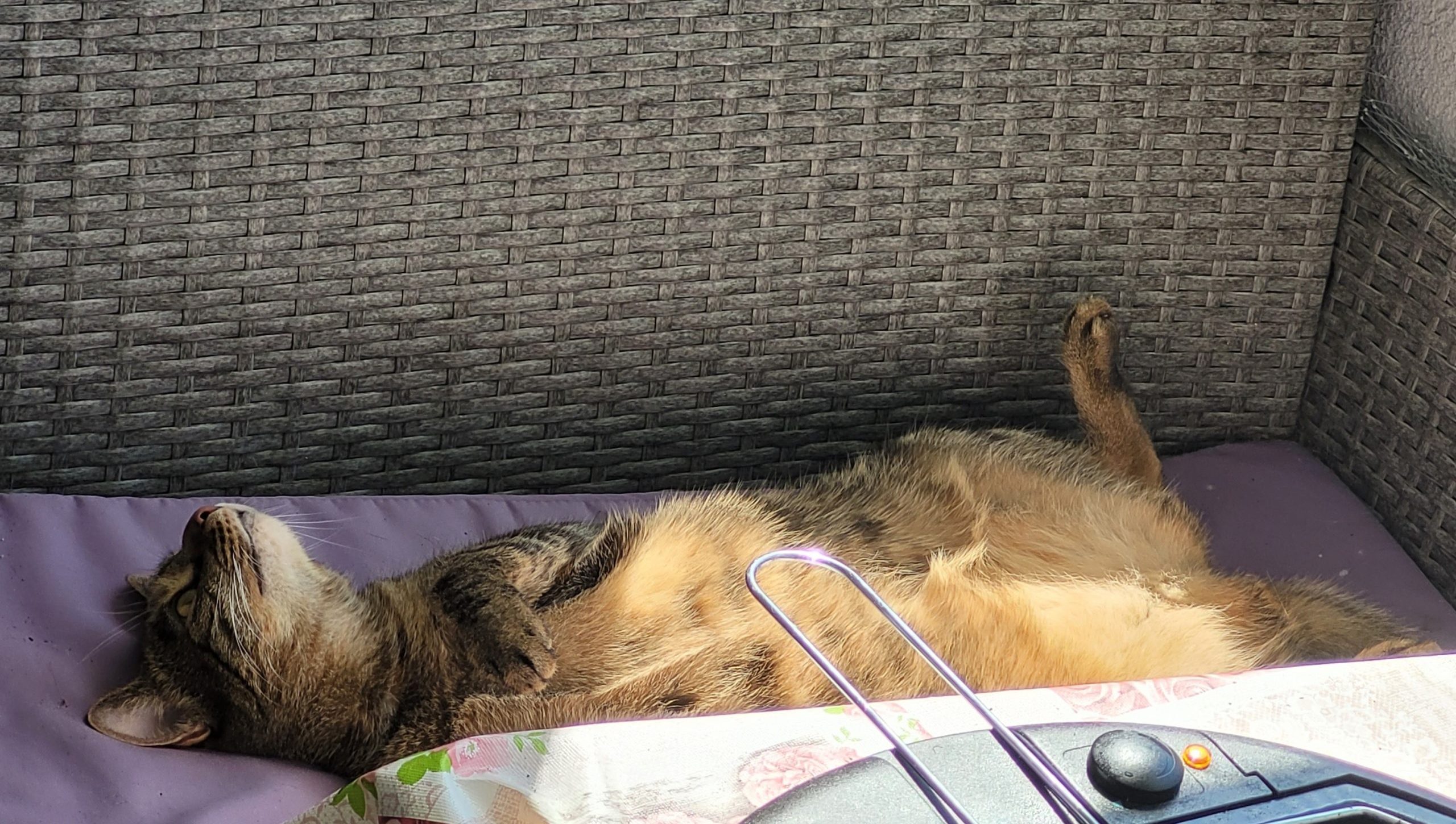 Der Dschungelkatzenbalkon im Juli