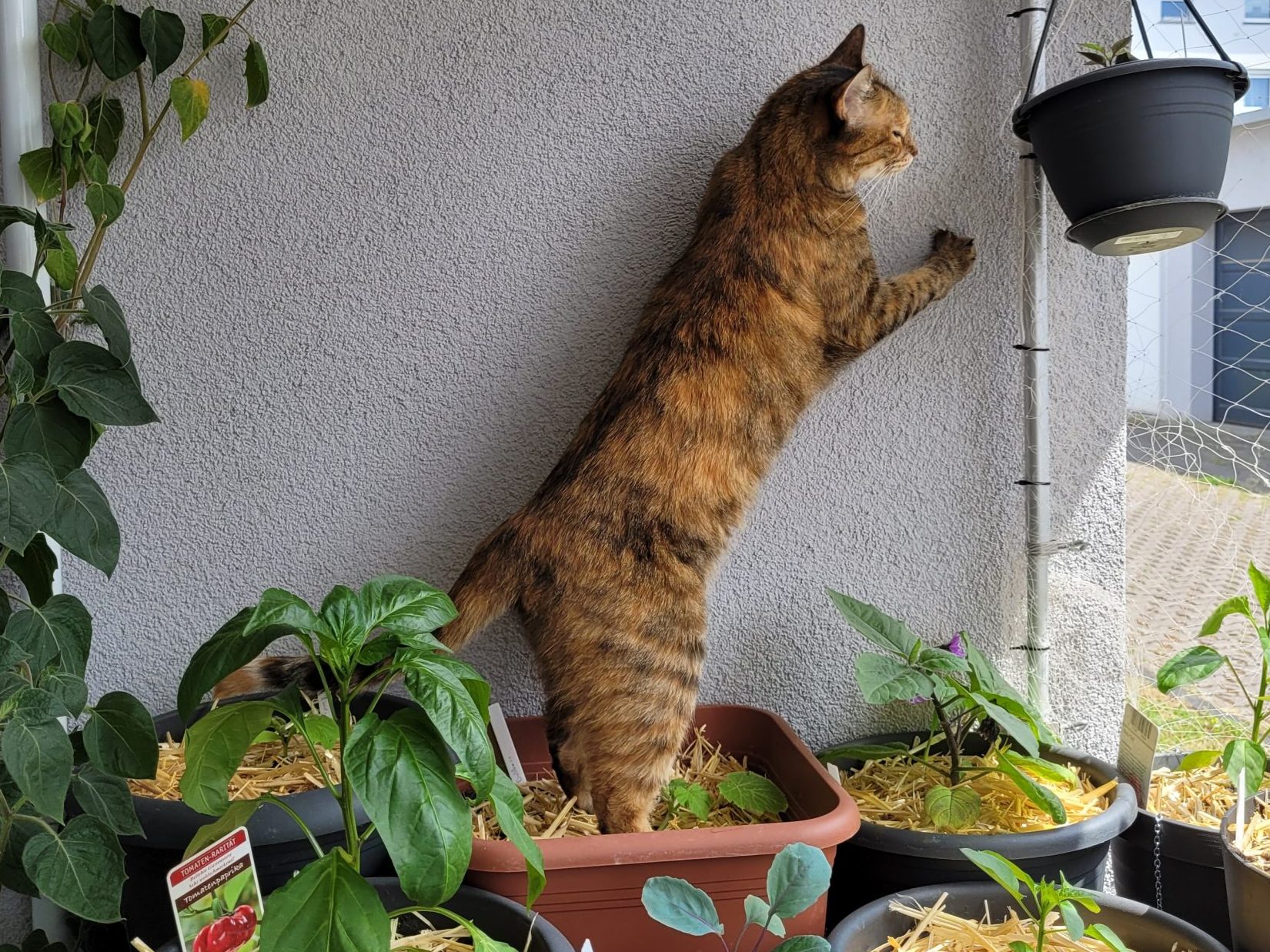 Der Dschungelbalkon im Juni