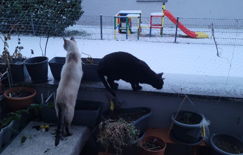 Top 10 Vorsätze für den Dschungelkatzenbalkon 2026